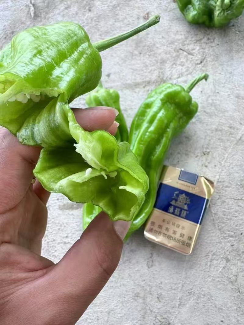 （精品辣椒）薄皮辣椒/河南鲜辣椒/专业代办/代收代发全国