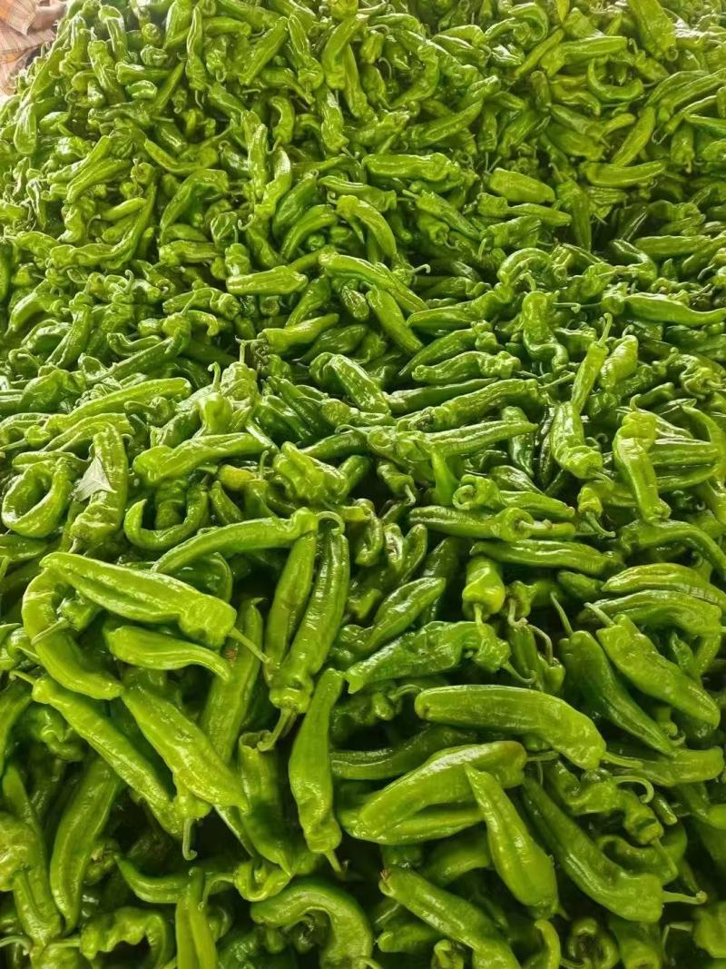 （精品辣椒）薄皮辣椒/河南鲜辣椒/专业代办/代收代发全国