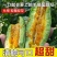 【品质】羊角蜜甜瓜2024大量现货价格实惠对接电商先到先得！