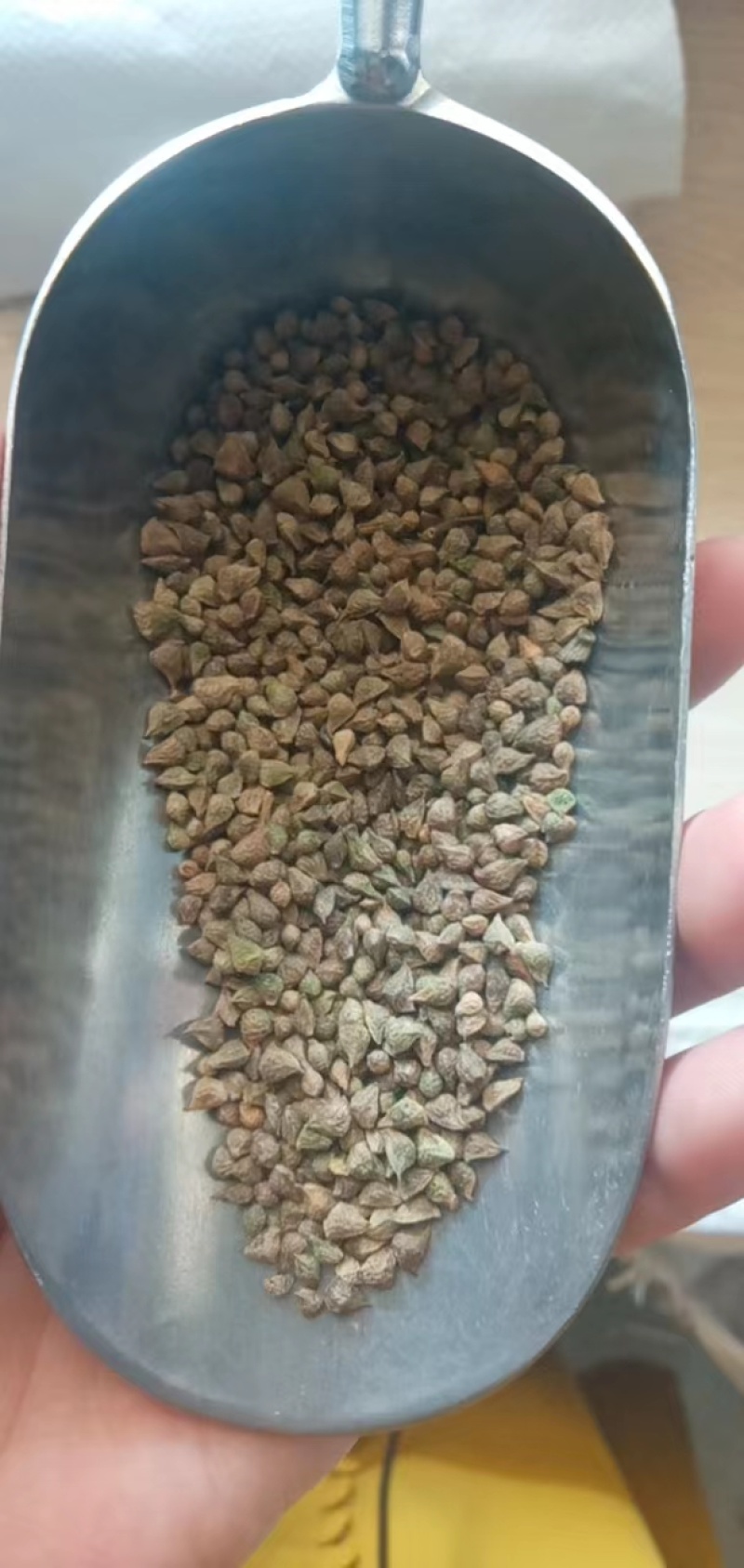福寿花花卉种子阳台庭院种植花种子四季易种植花籽