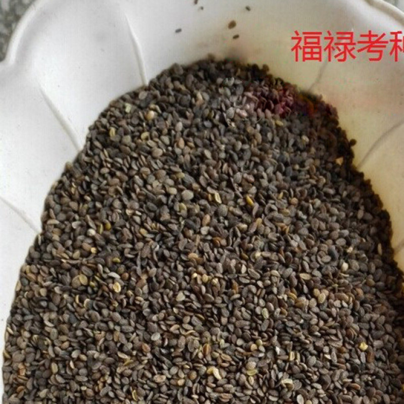 福禄考种子芝樱种子地被花卉景观花海工程美观花多年生宿根