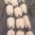 莲藕鄂莲6号货源充足基地直发品质保证对接各大商超