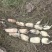 莲藕鄂莲6号货源充足基地直发品质保证对接各大商超