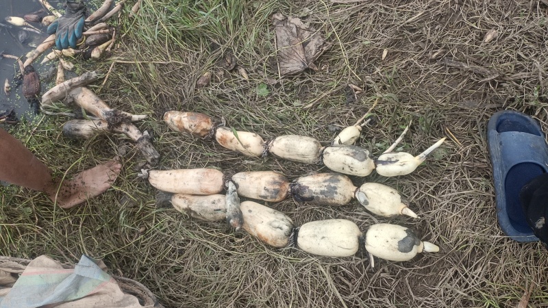 莲藕鄂莲6号货源充足基地直发品质保证对接各大商超