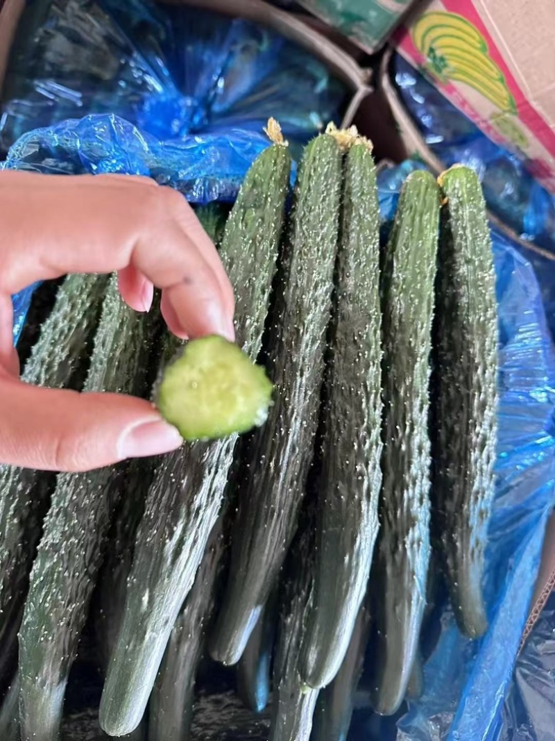 密刺黄瓜量大质量优支持各种包装欢迎咨询以及订购