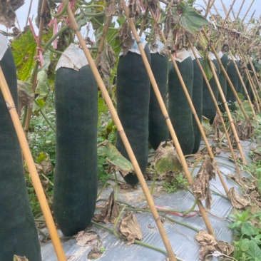吊冬瓜江苏黑皮吊冬瓜基地直发质优价廉全国发货