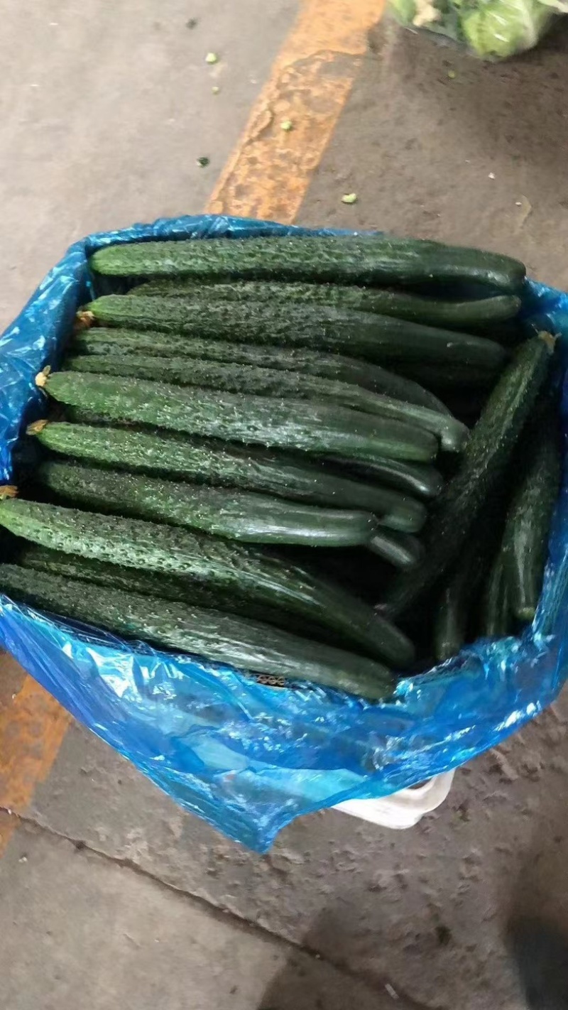 精品黄瓜密刺黑油亮干花条直支持各种包装