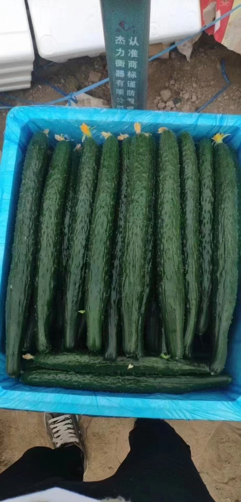 精品黄瓜密刺黑油亮干花条直支持各种包装