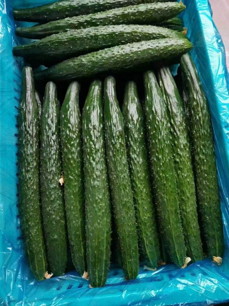 精品黄瓜密刺黑油亮干花条直支持各种包装
