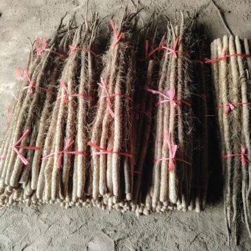 精品铁杆山药大量出售品种保证价格优惠支持视频看货