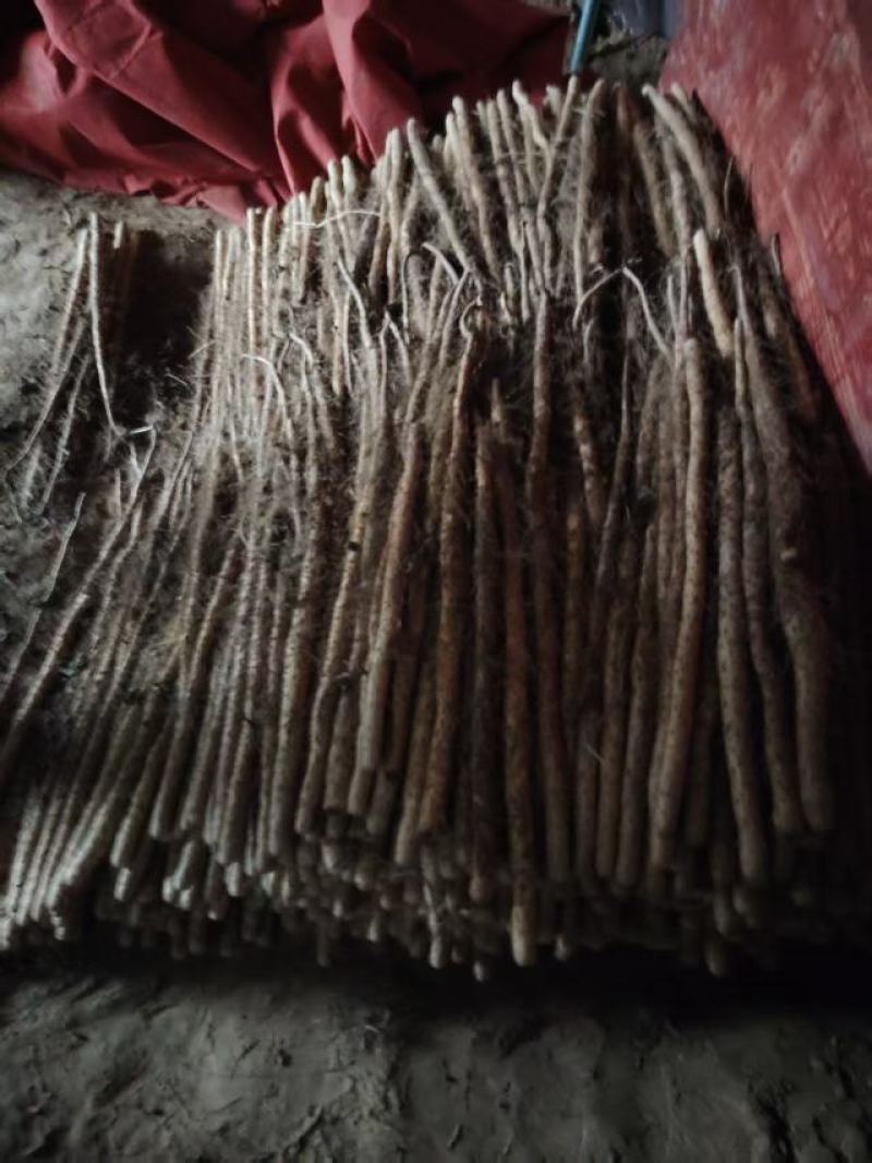 精品铁杆山药大量出售品种保证价格优惠支持视频看货