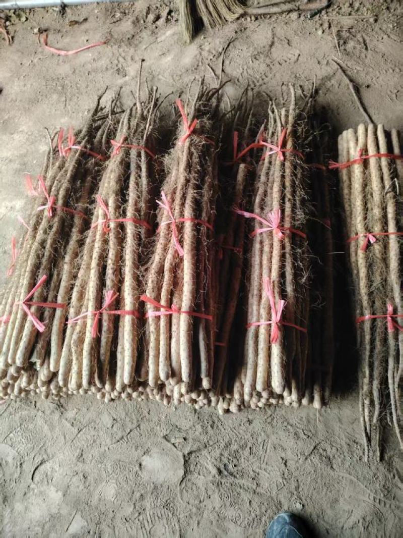 精品铁杆山药大量出售品种保证价格优惠支持视频看货