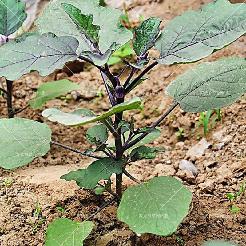 各种茄子苗蔬菜苗种子大全黑长茄茄子苗杭茄苗紫茄苗大龙长茄