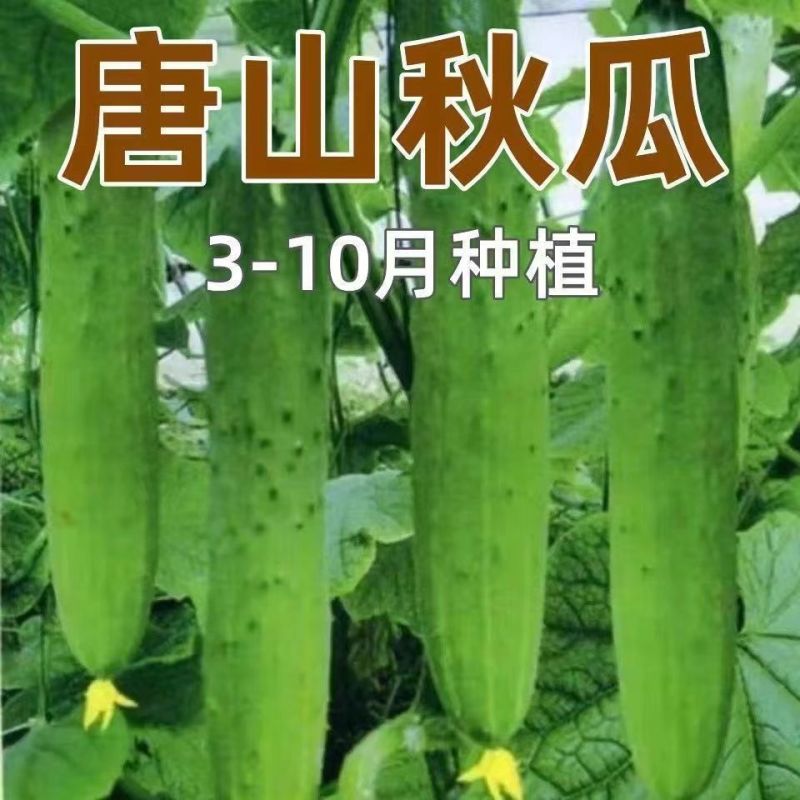 懒人种植正宗老黄瓜苗密刺大黄瓜水果绿心阳台旱种速发包邮优