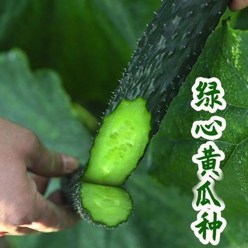 懒人种植正宗老黄瓜苗密刺大黄瓜水果绿心阳台旱种速发包邮优
