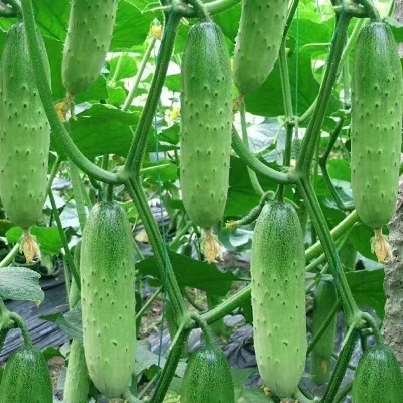 懒人种植正宗老黄瓜苗密刺大黄瓜水果绿心阳台旱种速发包邮优