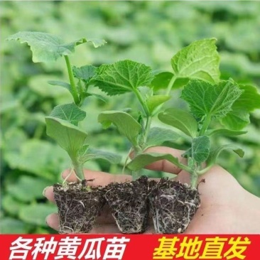 懒人种植正宗老黄瓜苗密刺大黄瓜水果绿心阳台旱种速发包邮优