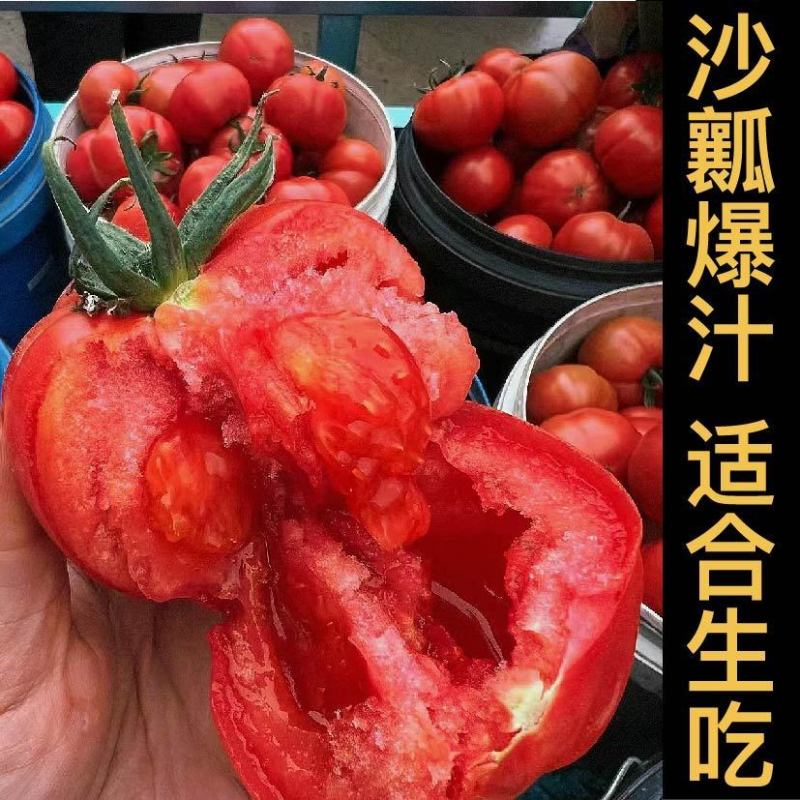 沙瓤老品种普罗旺斯番茄秧苗带土大粉水果番茄西红柿种子盆栽