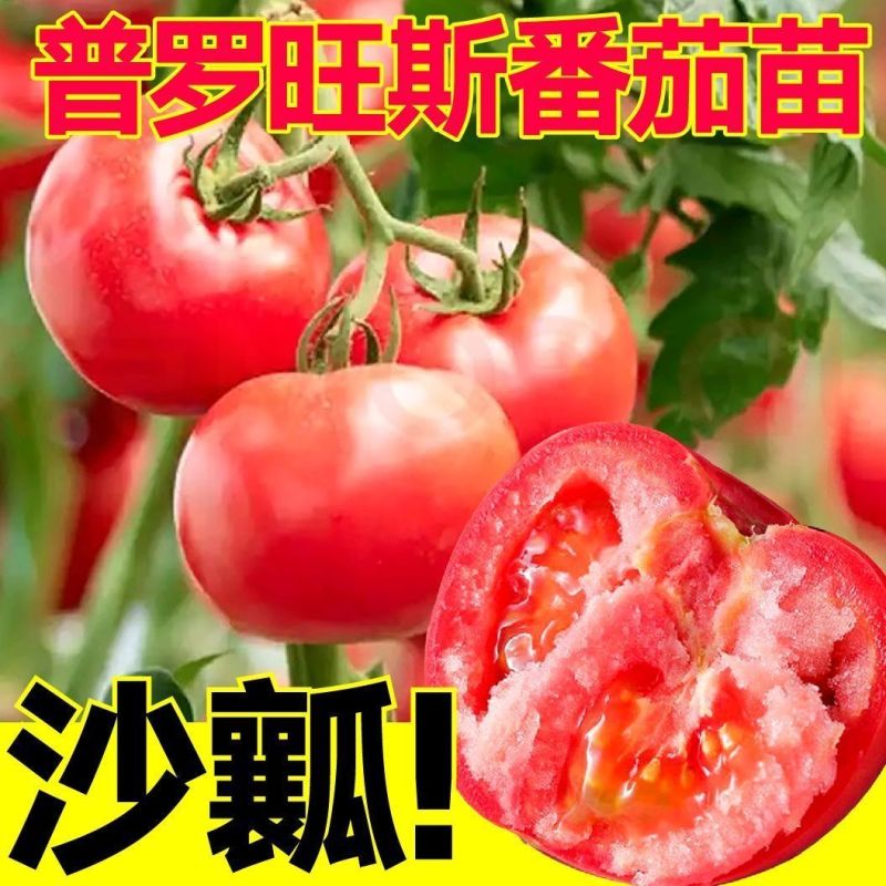 沙瓤老品种普罗旺斯番茄秧苗带土大粉水果番茄西红柿种子盆栽