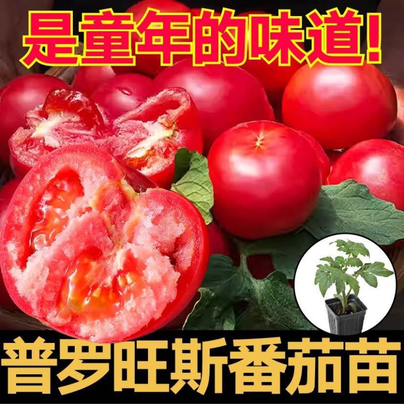 沙瓤老品种普罗旺斯番茄秧苗带土大粉水果番茄西红柿种子盆栽