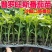 沙瓤老品种普罗旺斯番茄秧苗带土大粉水果番茄西红柿种子盆栽