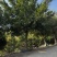 榕树