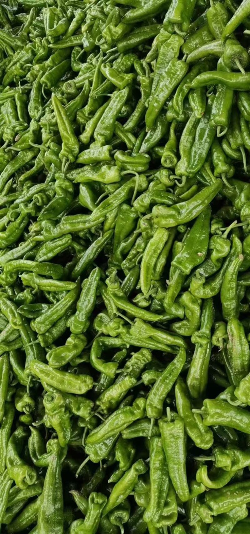 精品薄皮辣椒质量保证全天24小时接单需要联系我