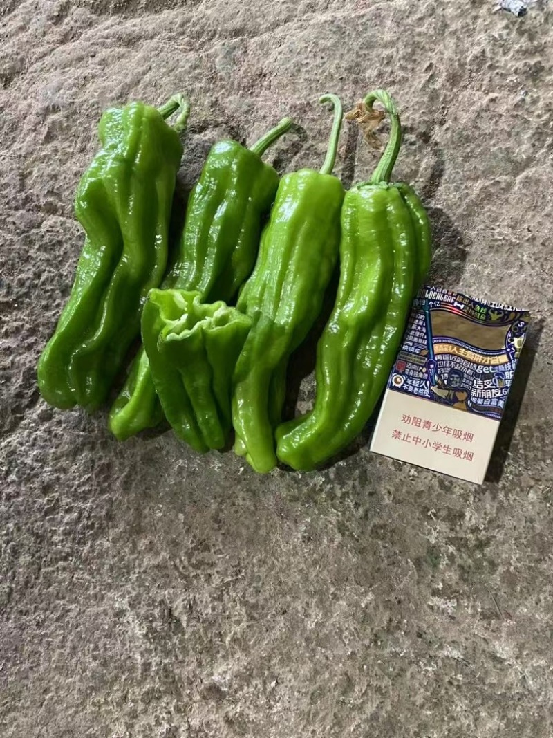 精品薄皮辣椒质量保证全天24小时接单需要联系我