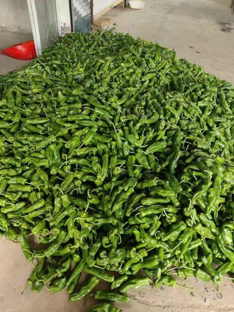 精品薄皮辣椒质量保证全天24小时接单需要联系我
