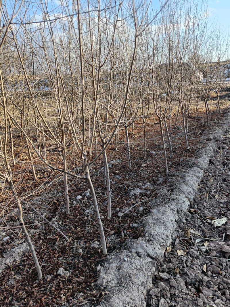 3公分山桃定植苗，冒圆冠大