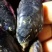 山东日照码头一手货源海虹，贻贝大量上市货源充足，需要联系