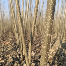 【推荐】自家种植速生杨树107速生杨树苗无絮