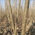 【推荐】自家种植速生杨树107速生杨树苗无絮