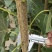 【推荐】自家种植速生杨树107速生杨树苗无絮