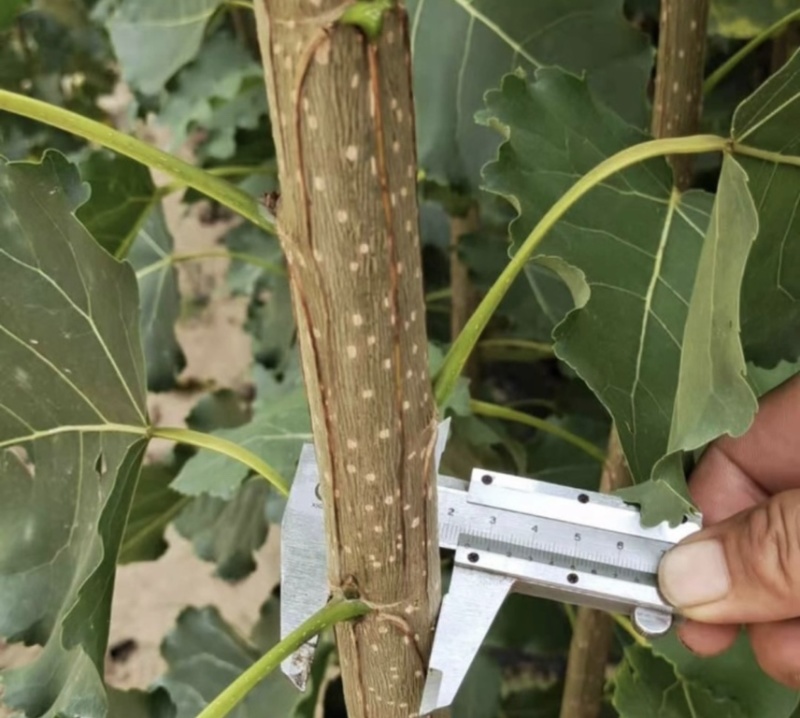 【推荐】自家种植速生杨树107速生杨树苗无絮
