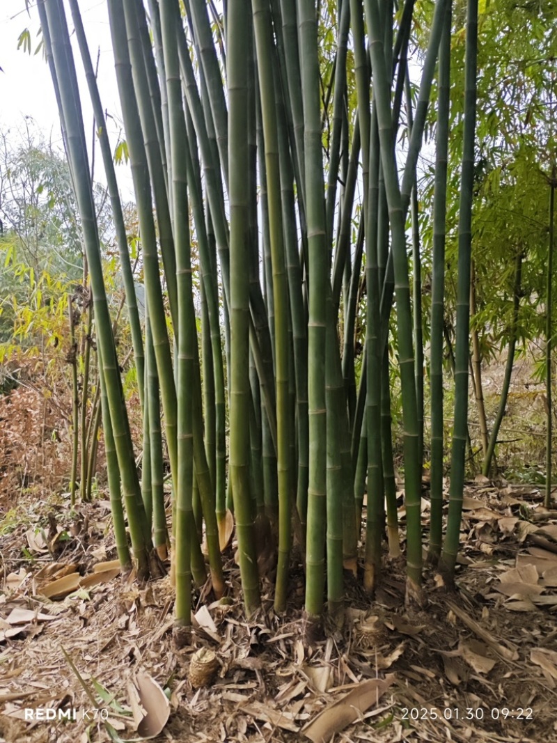 竹子竹竿，货量充足，品质优良，价格实惠，欢迎咨询