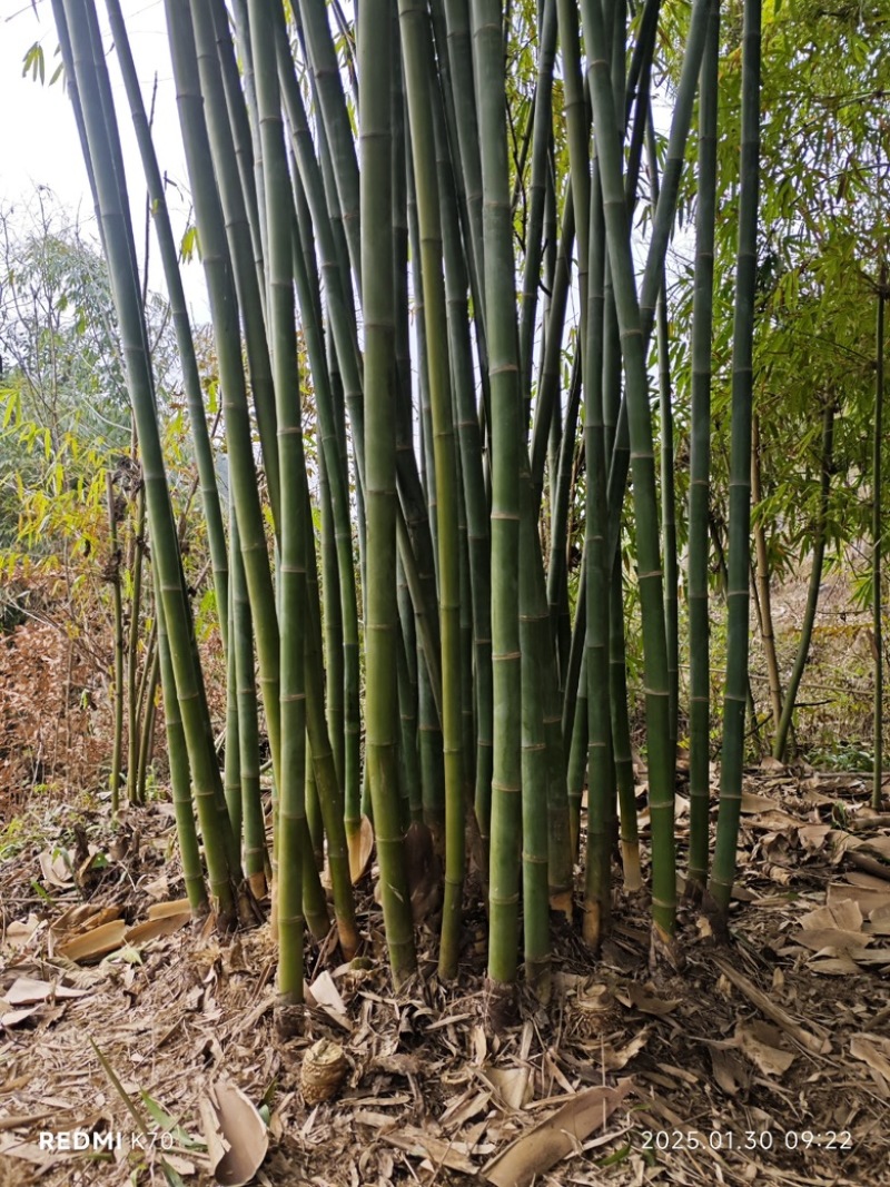 竹子竹竿，货量充足，品质优良，价格实惠，欢迎咨询