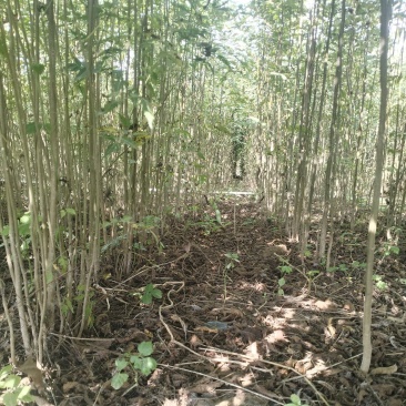 栾树小苗