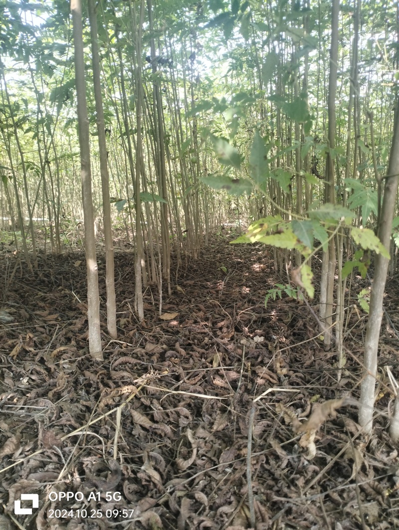 栾树小苗