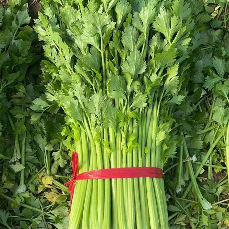 西芹芹菜精品大棚芹菜需要的老板可以联系我