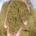 《畅销》正宗新疆孜然碎产地直发味道浓郁孜然粉孜然粒