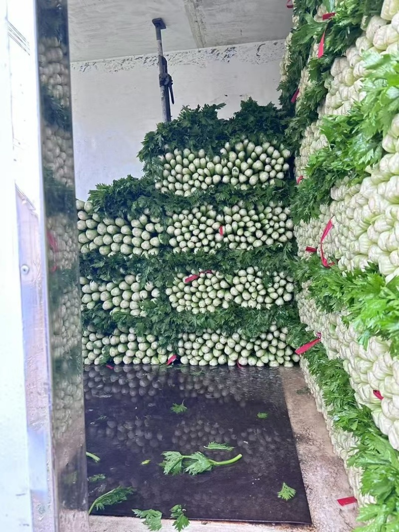 西芹芹菜精品大棚芹菜需要的老板可以联系我