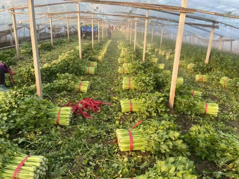 西芹芹菜精品大棚芹菜需要的老板可以联系我