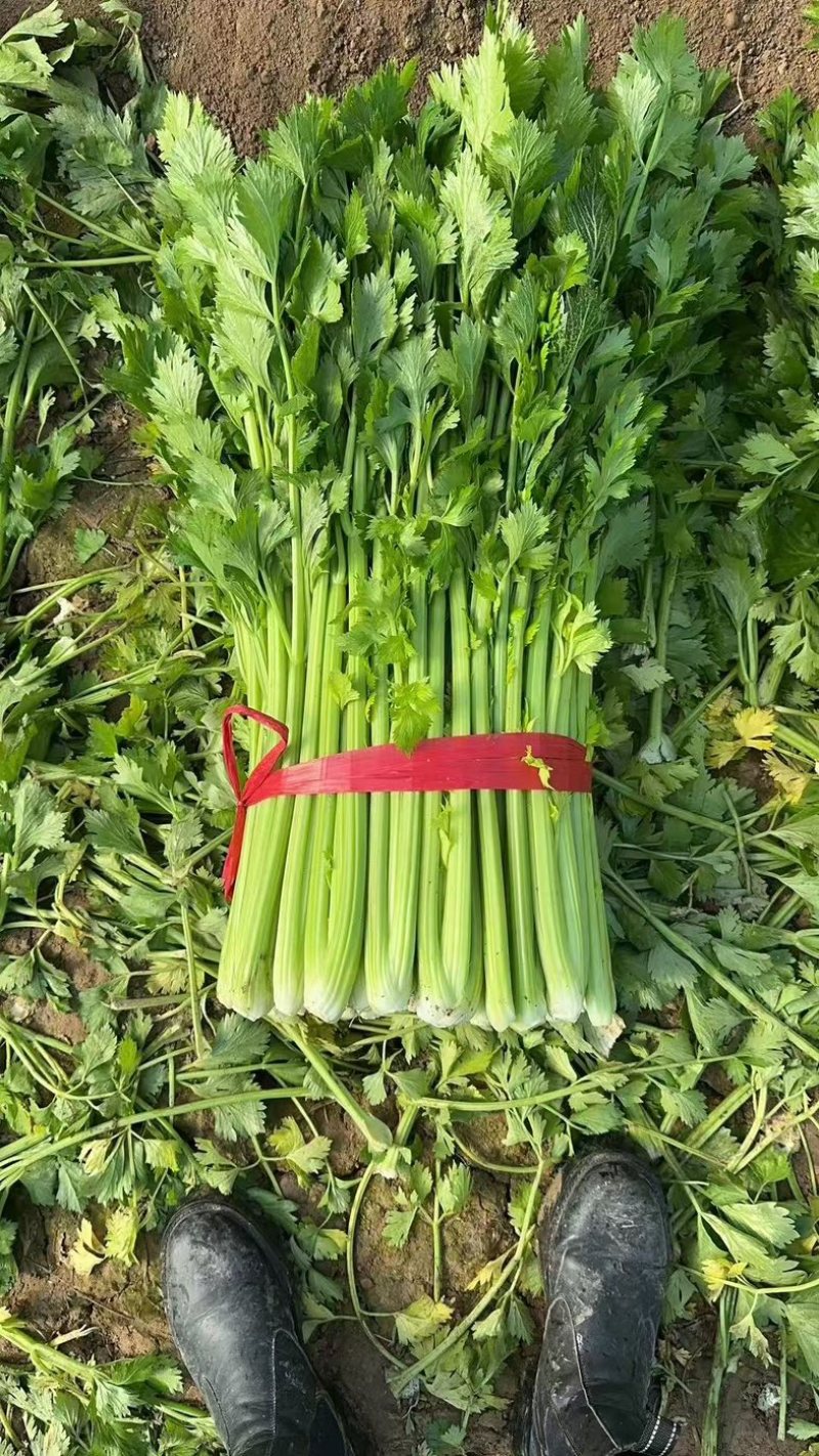 西芹芹菜精品大棚芹菜需要的老板可以联系我