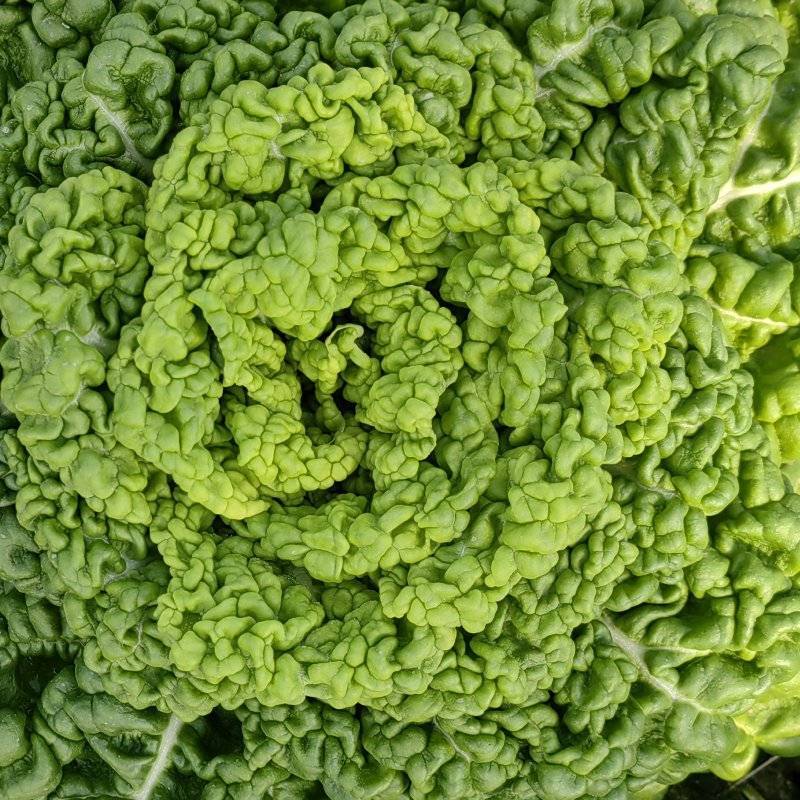 精品黄心乌塌菜品质赛羊肉