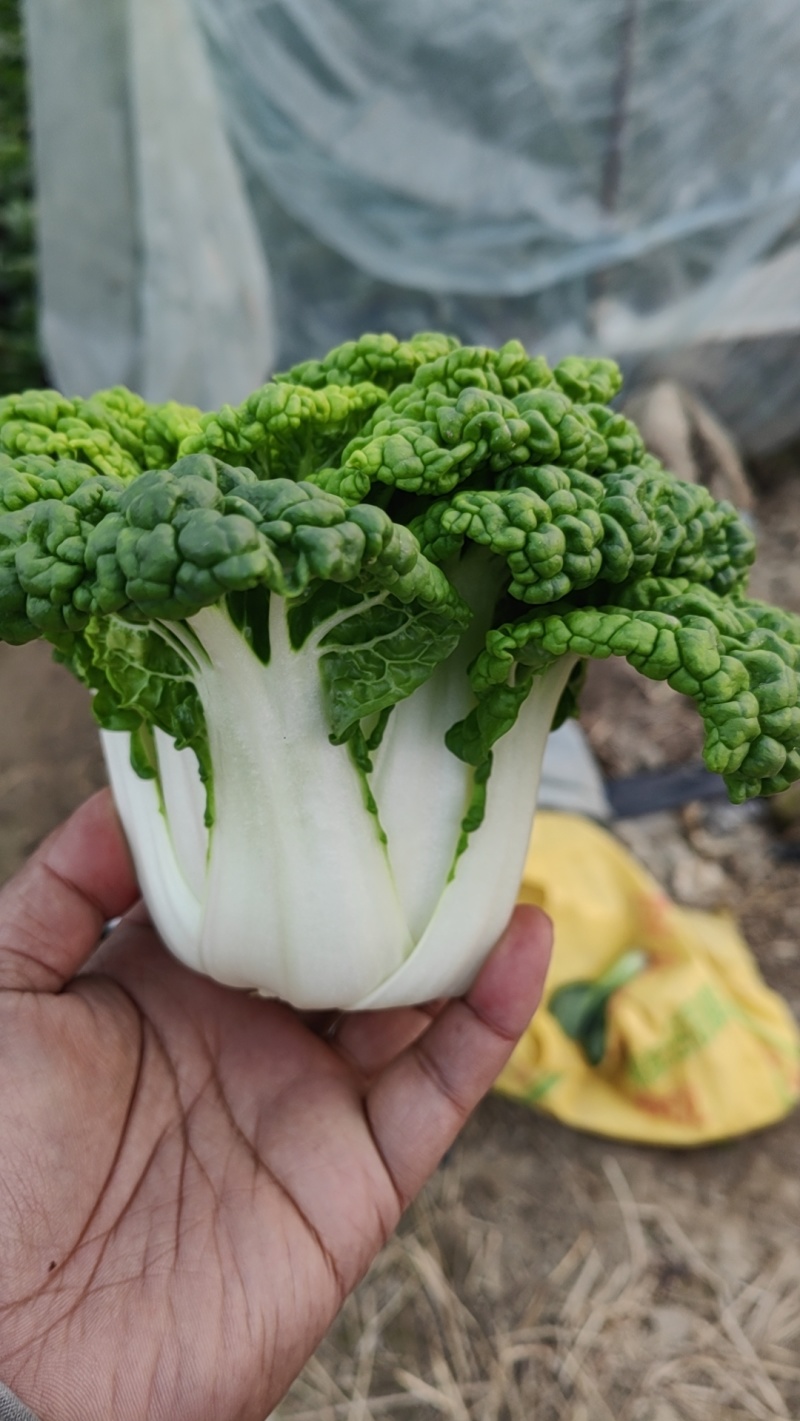 精品黄心乌塌菜品质赛羊肉