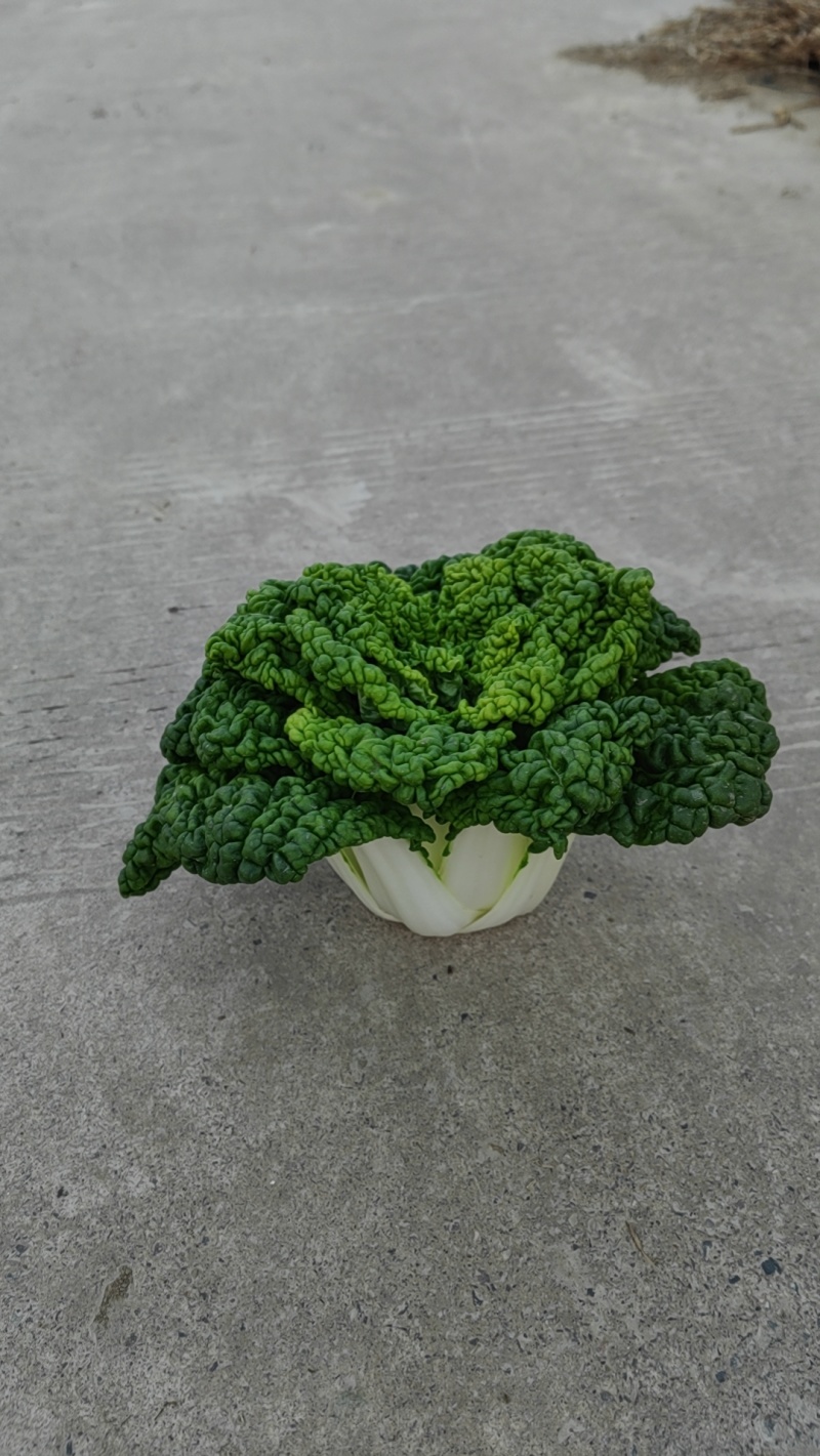 精品黄心乌塌菜品质赛羊肉