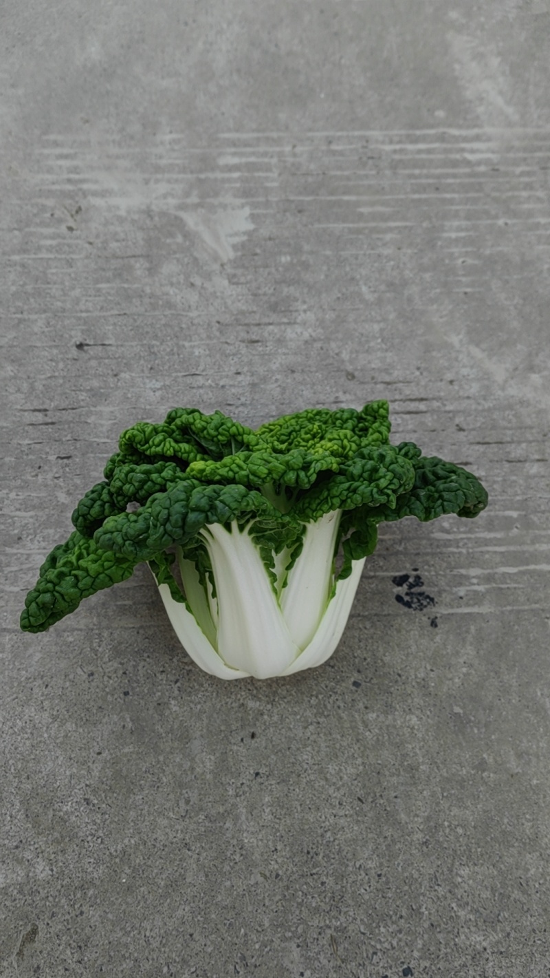 精品黄心乌塌菜品质赛羊肉