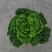 精品黄心乌塌菜品质赛羊肉
