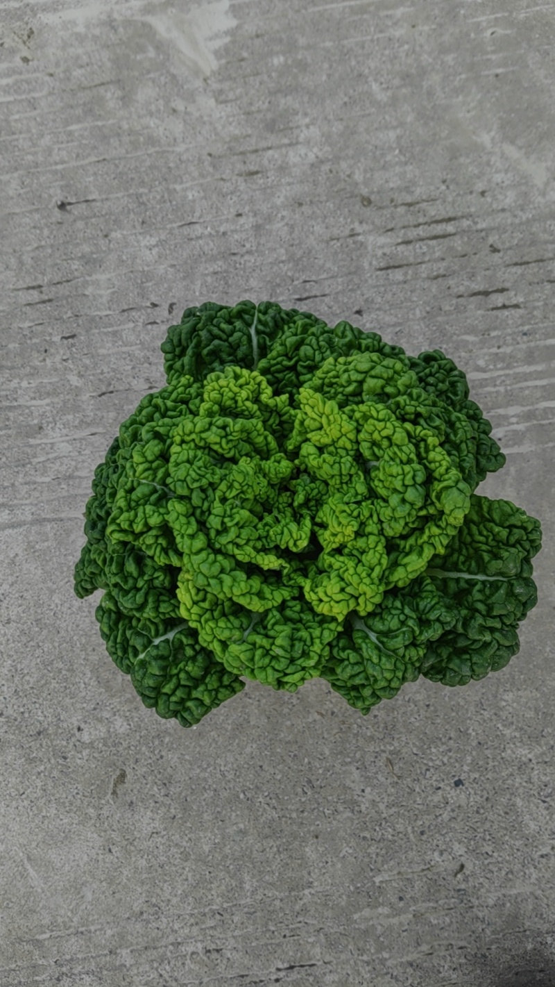 精品黄心乌塌菜品质赛羊肉